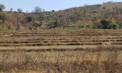 हिउँदे खडेरीबाट कृषक चिन्तित