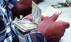 प्याजका बेर्ना बेचेर मनग्य आम्दानी