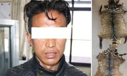 चरीबाघको छालासहित एकजना पक्राउ