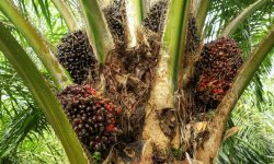 India’s prohibition on import of palm oil ruins Nepali industries