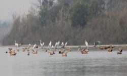 चितवनमा सकियो जलचरा गणना