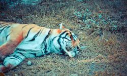 पाटेबाघ मृत फेला