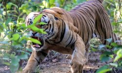 बाघको आक्रमणबाट दुई दशकमा २२ को मुत्यु