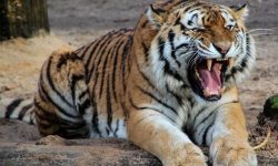 कारको ठक्करबाट पाटेबाघको मृत्यु