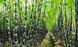 उखु किसानलाई भुक्तानी पनि नदिने, मल पनि नदिने, अनि उखु ले भन्ने ?