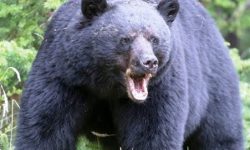 भालुको आक्रमणबाट महिला घाइते