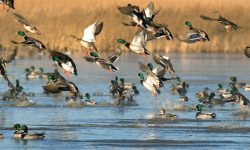 नेपालमा आजदेखि जलपन्छी गणना गरिँदै