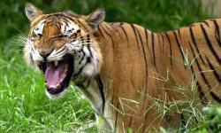 एम्बुलेन्सको ठक्करबाट बर्दिया राष्ट्रिय निकुञ्जमा पाटेबाघ घाइते