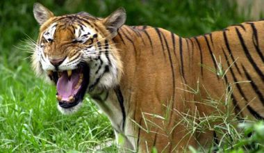 एम्बुलेन्सको ठक्करबाट बर्दिया राष्ट्रिय निकुञ्जमा पाटेबाघ घाइते