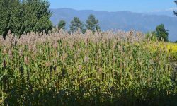 लोप हुँदै फापर, जुनेलो