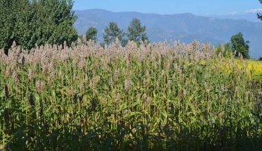 लोप हुँदै फापर, जुनेलो