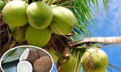 कस्ता रोगीहरुका लागि काँचो नरिवल गुणकारी ?