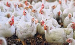 वीरेन्द्रनगरमा बर्डफ्लु पुष्टि