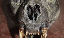 न्युरोडमा हड्डीको अवैध कारोवार, चितुुवाको टाउको सहित समातिए तीन जना कारोवारीहरु