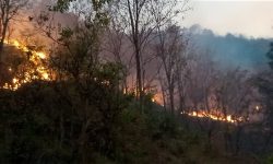 ताप्लेजुङको चिहानडाँडामा लागेको डढेलो गाउँतिर फैलिँदै