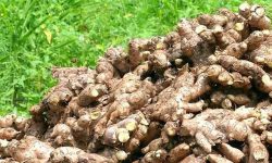 बारीमै थन्कियो किसानले उत्पादन गरेको अदुवा