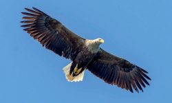 कङकङ चिल सात वर्षपछि नेपालमा