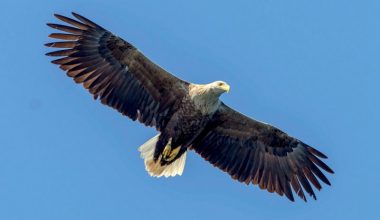 कङकङ चिल सात वर्षपछि नेपालमा