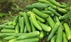 व्यावसायिक काँक्रोेखेतीमा रमाउँदै पौडेल दाजुभाइ