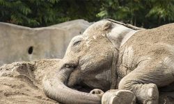 रहेन शंकरप्रसाद नामको ४५ बर्षीय हात्ती