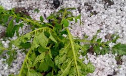 सङ्खुवासभाको उत्तरी क्षेत्रमा असिना पानी, हिउँदे बालीमा क्षति