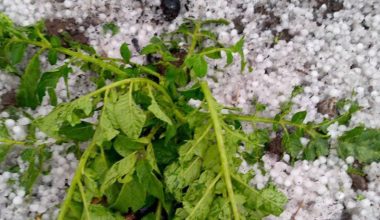 सङ्खुवासभाको उत्तरी क्षेत्रमा असिना पानी, हिउँदे बालीमा क्षति