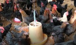 बर्डफ्लू मान्छेमा पनि पुष्टी भएपछि, रसियामा मासु राम्ररी पकाएर खान आग्रह