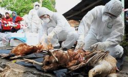 बर्डफ्लु परीक्षण गर्न प्रयोगशाला अभाव, संक्रमण फैलिए भयानक अवस्था सिर्जना हुन सक्ने