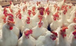 काठमाडौंमा कुखुराको मासुको मूल्य हालसम्मकै उच्च