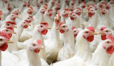 बर्डफ्लुको उच्च जोखिम, भारतबाट अवैध आयात जारी