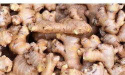 अदुवाको भाउ घटेपछि किसानमा निराशा