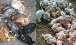 बर्डफ्लु पुष्टि भएपछि एकहजार पंक्षी नस्ट