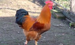 पक्षीहरुमा देखिने रानीखेत रोगको सङ्क्रमण बढ्दो