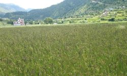 काली मार्सी चामल जापानी बजारमा