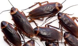 साङलाको जुस पनि खाइन्छ तपाईंलाई थाहा छ ?