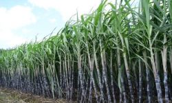 भेली उद्योगलाई किसानले उखु दिन थालेपछि चिनी मिलहरु धरासायी हुँदै