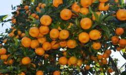 मौरी र सुन्तला जोनको सफलतापछि जाजरकोटमा नयाँ जोनको सिफारिस