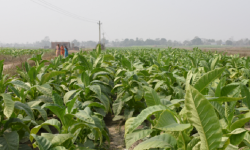 सुर्ती खेतीले खुशी छन् पर्साका किसान