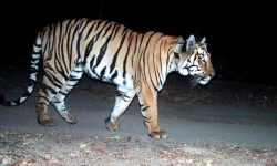 पाटेबाघ देखिन थालेपछि थप सतर्कता