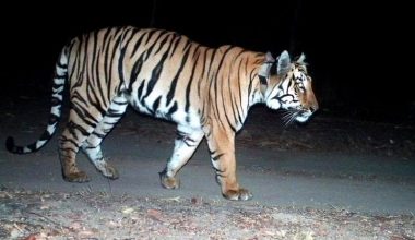 पाटेबाघ देखिन थालेपछि थप सतर्कता