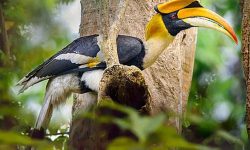 जाजरकोटमा ८८ प्रजातिका चरा फेला