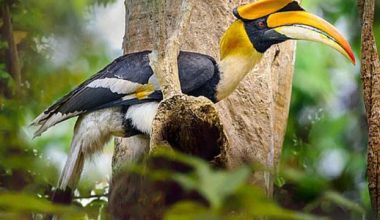 जाजरकोटमा ८८ प्रजातिका चरा फेला