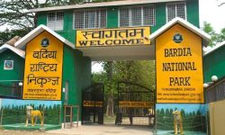 बर्दियामा बाघले लिएकी महिलाको शव भेटियो (अपडेट)