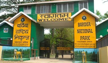 बर्दियामा बाघले लिएकी महिलाको शव भेटियो (अपडेट)