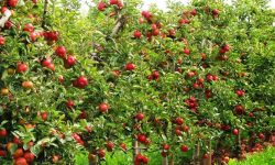 स्याउको ‘हव’ बन्दै मुड्केचुला