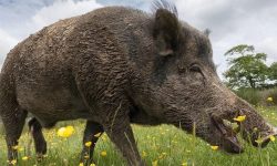 एउटै बँदेलको टोकाइबाट सात घाइते