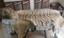 बाघको छालासहित पक्राउ