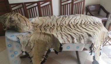 बाघको छालासहित पक्राउ