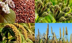 नेपालको बाली प्रणालीमा पोटासयुक्त खनिजको कमी : धान, गहुँमा दुई गुणाले पोटासको प्रयोग बढाउन सुझाव