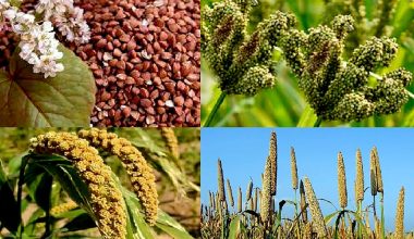 नेपालको बाली प्रणालीमा पोटासयुक्त खनिजको कमी : धान, गहुँमा दुई गुणाले पोटासको प्रयोग बढाउन सुझाव